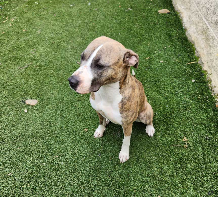 Perrito en adopción