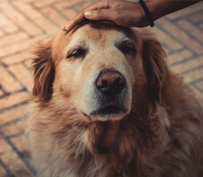 Persona acariciando la cabeza de un perro