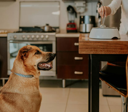 Perrito esperando la comida